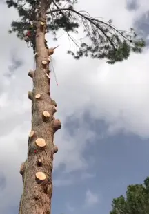 TALA Y PODA EN ALTURA Burgos Arboricultura