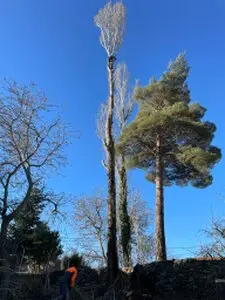 Tala y poda de árboles en altura Burgos Arboricultura Podas y talas de árboles en altura Burgos Arboricultura